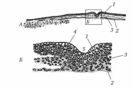 ������� ������� �� ���䳿 �������� ������ (���������� ���)