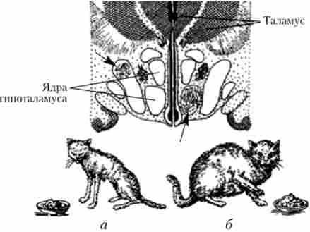 ����� ���������� ���� ����������� (�������� ��������) �� ������� ��������