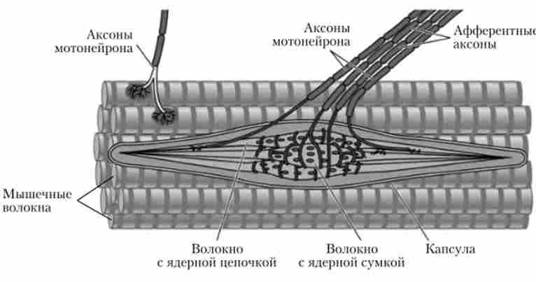 ������ �'������� �������� ��������� ���������� �������� �'���, ������� ����������� ��������� ������