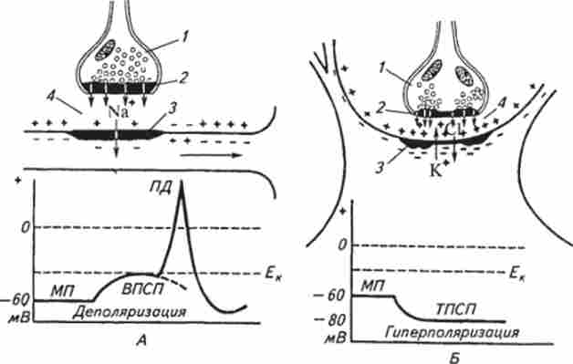 ����� ������� ���������� (�) � ����������� (�) �������