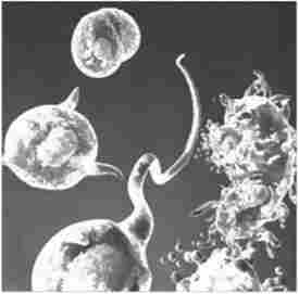 ������, �� ������� ��������� �������������� ������� (��������)