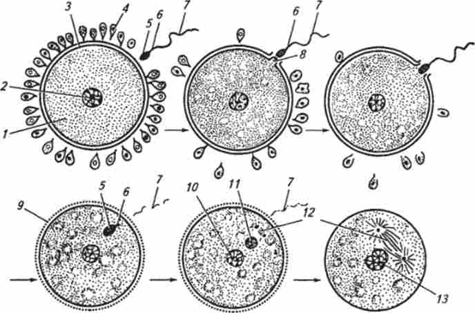 ����� ���������� ����� ���������� (�� �. �. ������ � ������.)