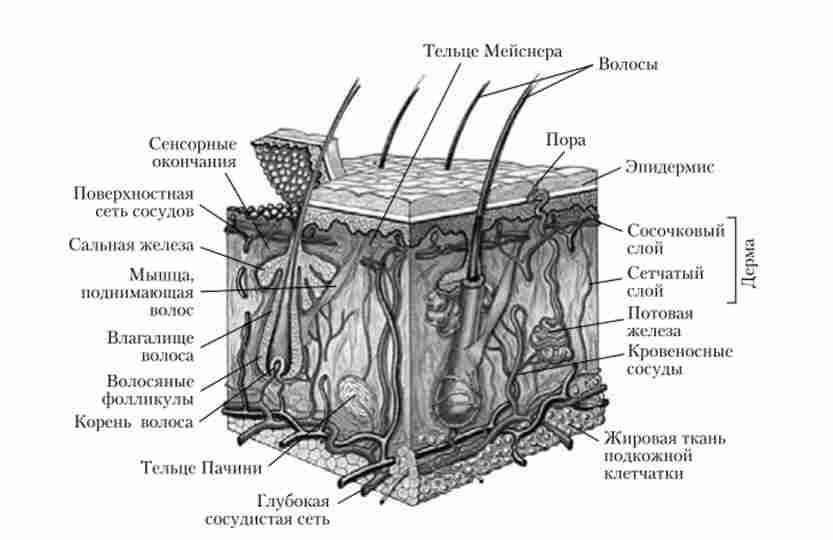 ������ ����