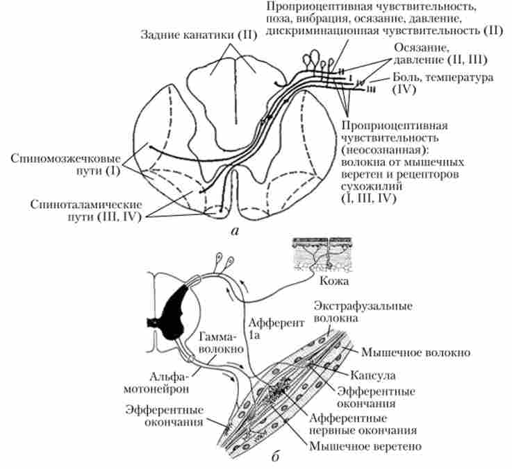 ������� �������� (������) ����� �������� ����� (�) � ������������ ���������� (�)