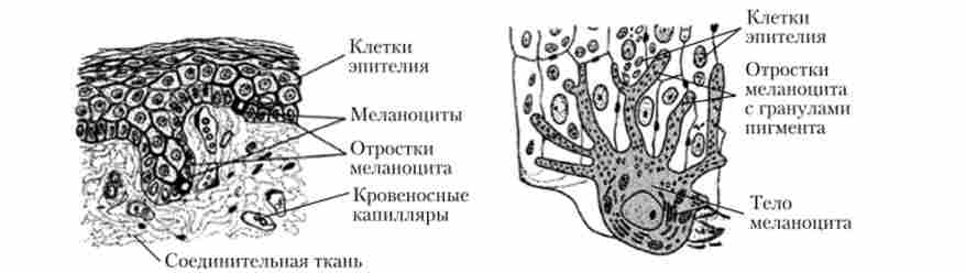 ���������� ���� (������� ���������)