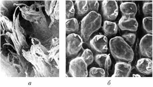 ��������� ���������� ����� ���� ������� ������ (�) � ��������������� (�) (���������� �������� ���������)