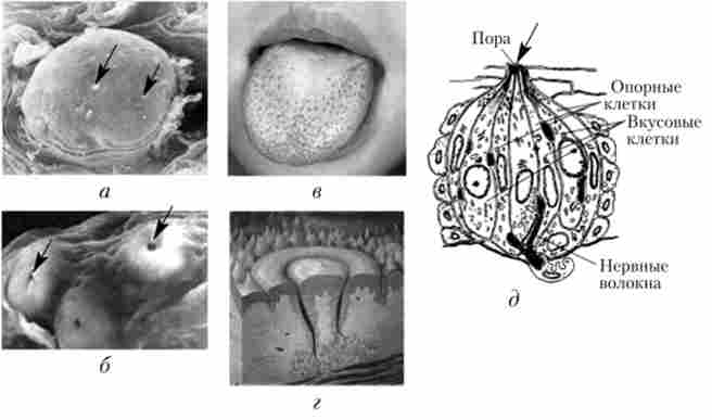 ������ ������� ����