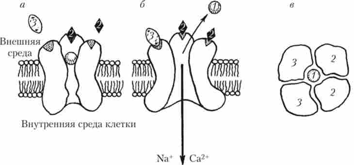 ����� ������ �����-���������