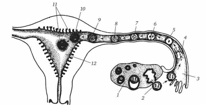 ��������, ���������� � �������� ������� �� 1-�� ����� ��������