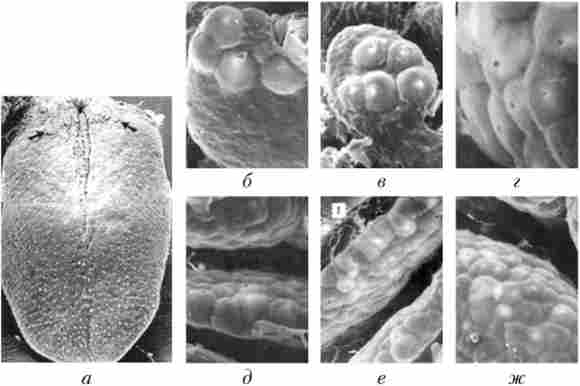 ������ ���������� ����� ���� ��������������� � ������ ������� ���� ����� (���������� �������� ���������)