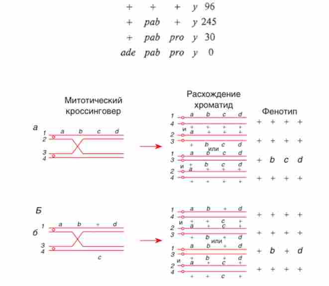 ��������� ����������� ������������ �� ������ �-b � ���������������� �� ��������� �����, ���� ���������� ������ ����������� ���� � �����������
