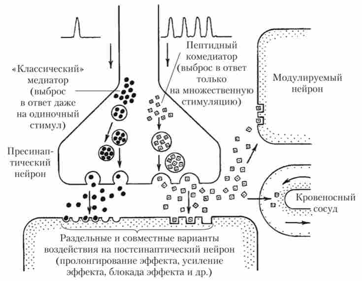 ĳ� �������-���������� �� ������������ ����