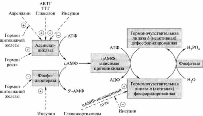 ����������� ��������� ������