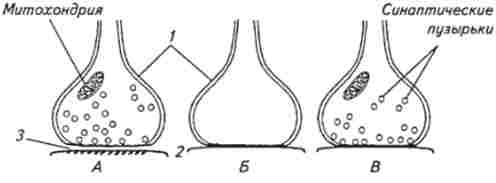 ����� ������� � �������� (�), ������������ (�) � �������� (�) ����������� ��������