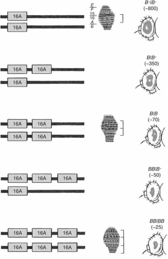 ����������� ����� ������� ������ � ���� � ������ (16�) � � ' -�������� �. melanogaster - ���� ������ ���