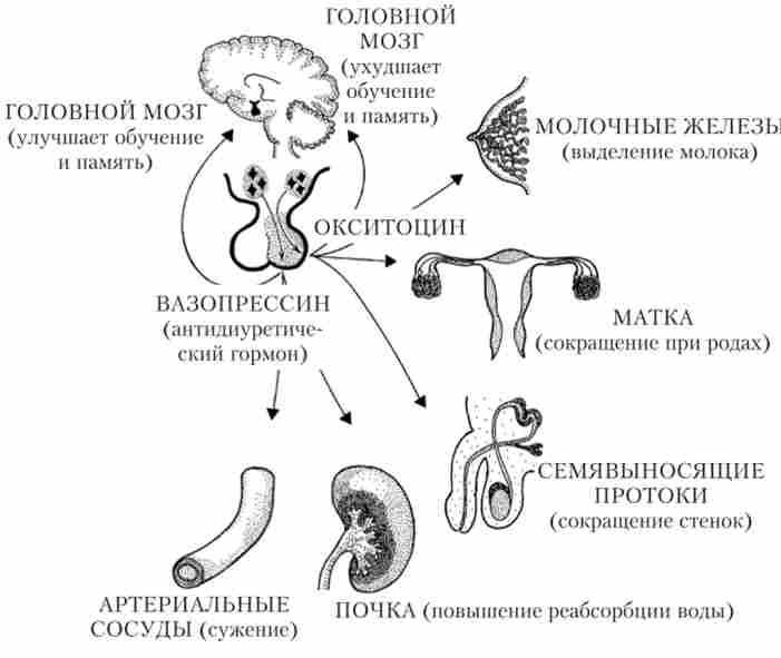 ������-����� �������� ������������