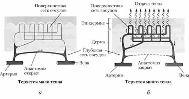 ������� ����������� ����� ���� �� ����� - �������� (�) � ����� - ���������� (�)