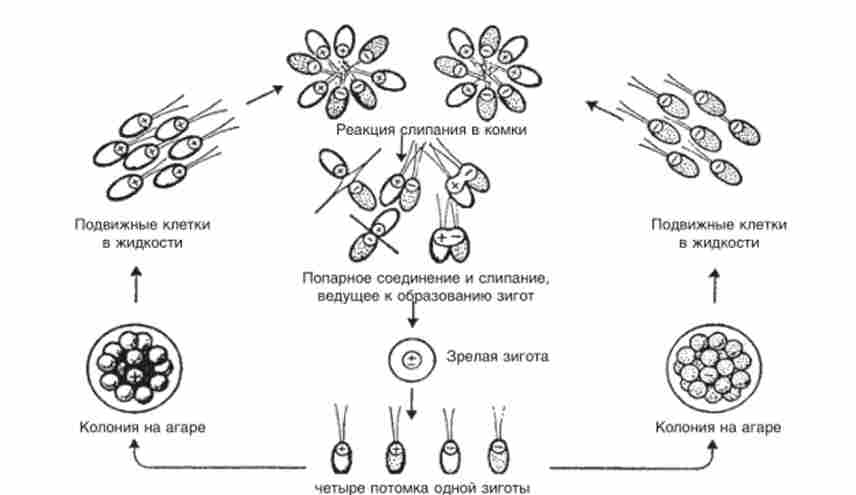 ������� ���� ������� ���������� (Chlamydomonas reinhardtii)