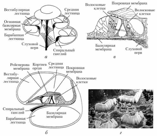������ �������