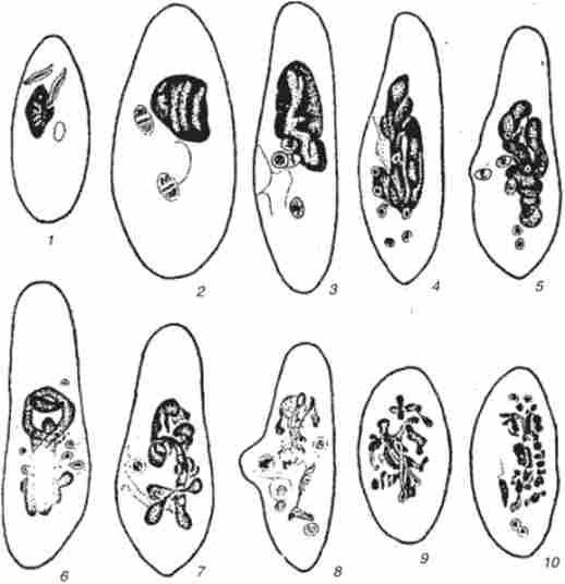 �������� � Paramecium aure / ia