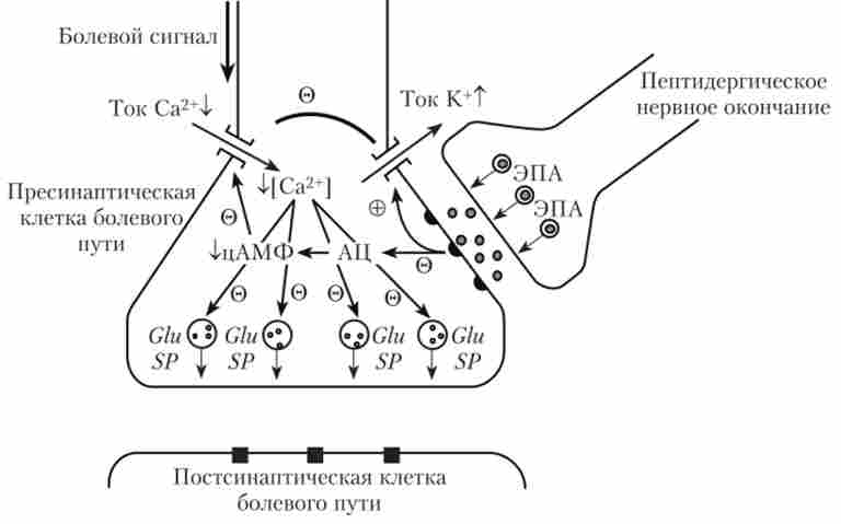 ������� ���������� �������� ���������� (�������� - �������� (Glu) � ���������� � (SP)) ����������� ���������� ������������� (���)