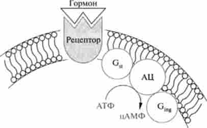 ����������������� ���� �������� ������������� �������