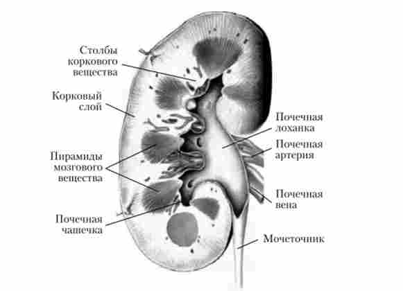 ������ �����