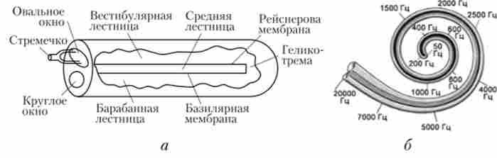 ����� ������� � ������������ ������ (�); �������� ���� ������� �������� �������� �������� ������ ������� ������� (�)