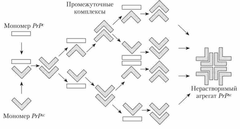 ����� ����� ������ ���� PrP� ����������� ��������