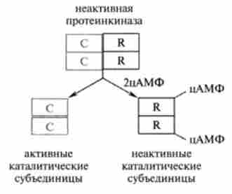 ����� ��������� �����������