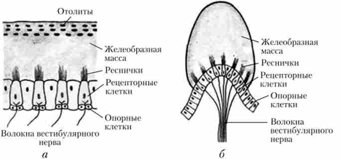 ����������� ���� �������������� �������