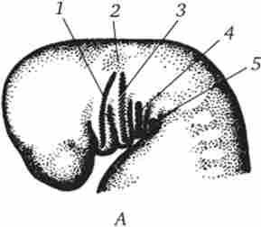 ������ � ��� ������� ������, ��� �����