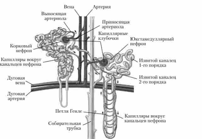 ��������������� �������� ������� ��������. �������� � ������� ������ ��������� ������ ���� 1/3 ��������, ���� ������� ����������� ��������