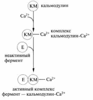 ����� ��������� ��������� ������� - ����������-��