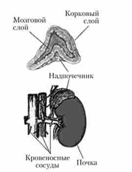 ������������ � ������ ����������� �����