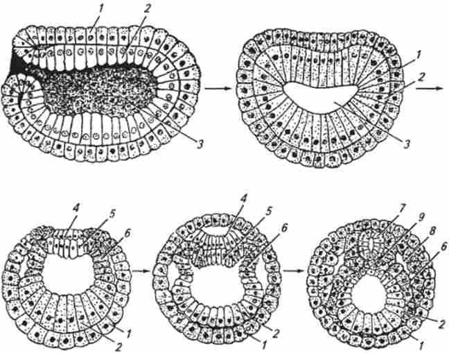 ����������� � ����� ������� ������� ���������� (�� �. �. �������, �. �. ������������)