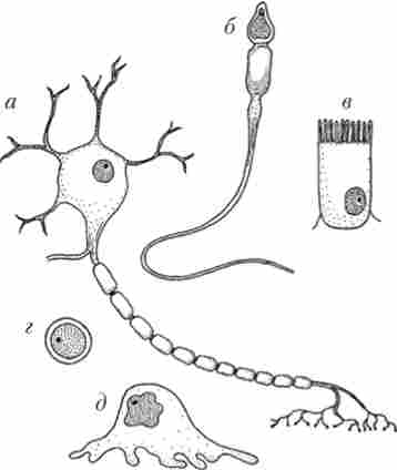 �������� ����� ���� �����