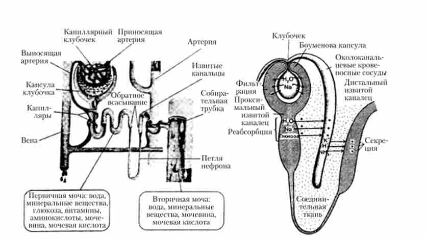 ������������ ������� ��������� ����