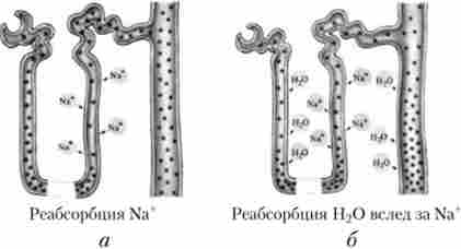 ����������� ����� (�) � ���� (�) � �������� ��������� ��������� Na, ���� �������� ������ ������ ������ ����㳿. ����������� Na ����������� ������� ���������