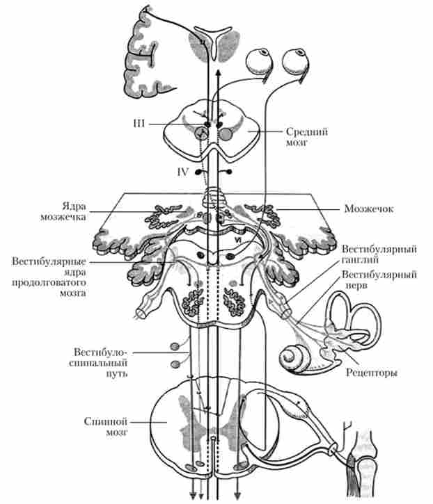 ������� ����� ������������ �������� �������