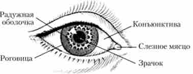 ��� ������