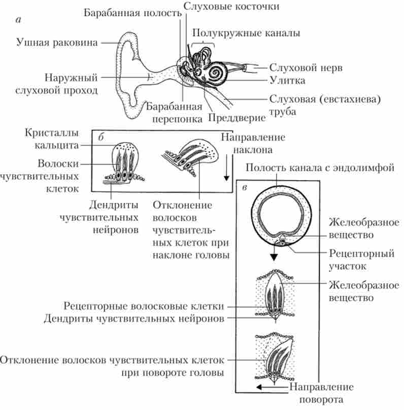 ������ ��������� � �������������� ������� ����