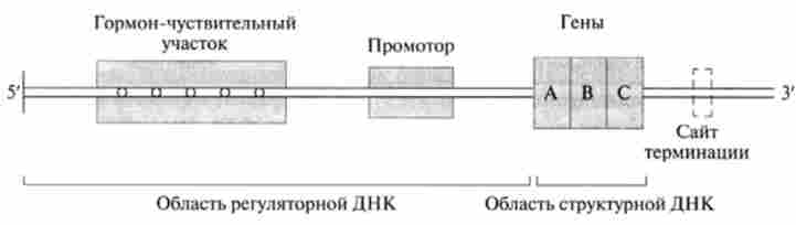 ĳ����� �����䳿 ������-������������ ��������� � ���