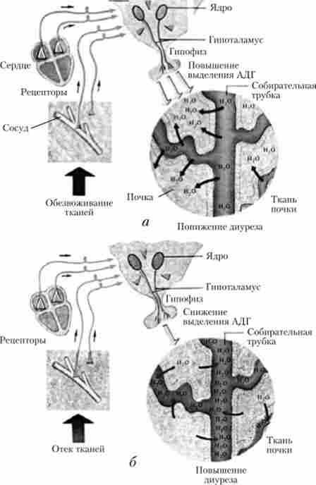 ����� ��������������� ������� (���) �� ����������� ����