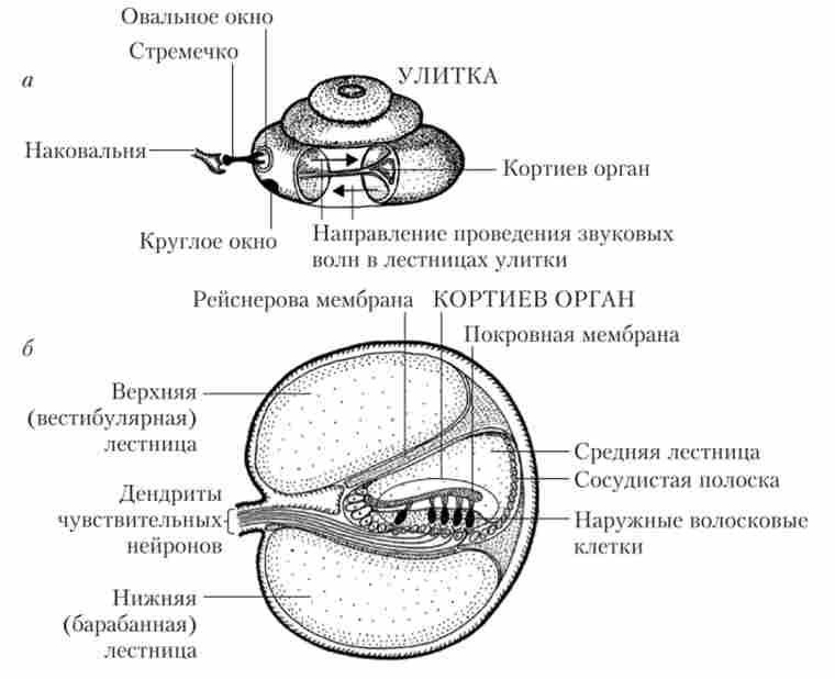 ��������� ������ ������ �����