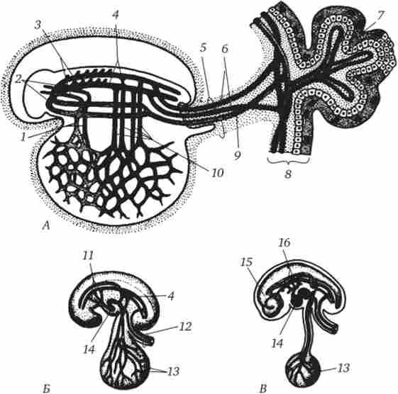 �������� �������-������� ������� � ������