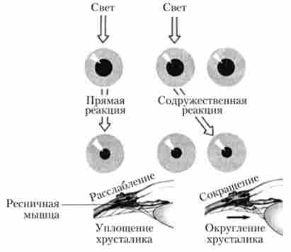 ������� �������