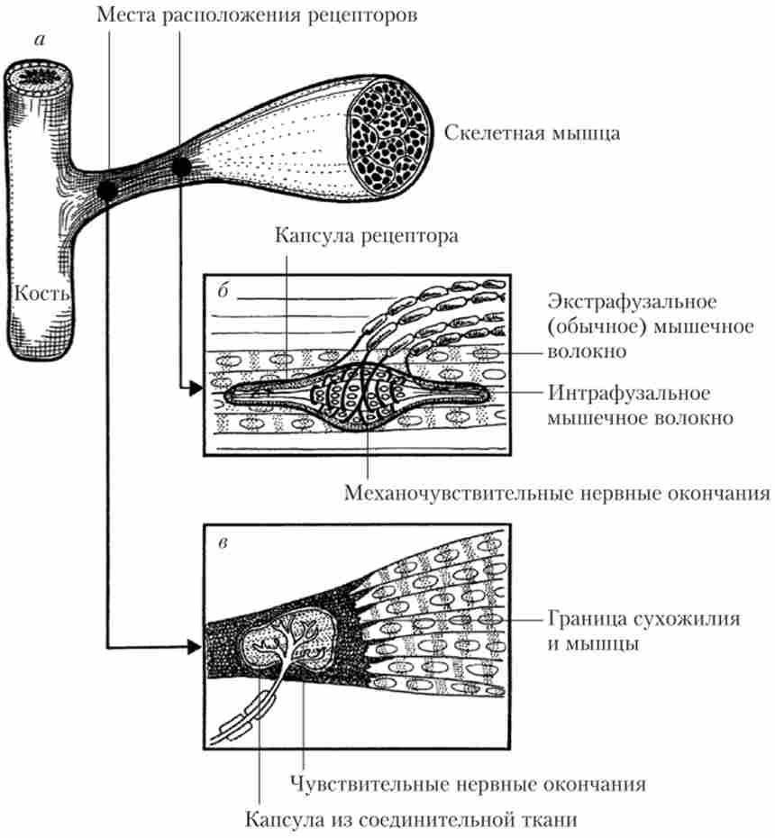 ̳��� ������������ �'������ ��������� (�), ������ �'������� �������� (�) � ������������ ������ (�)
