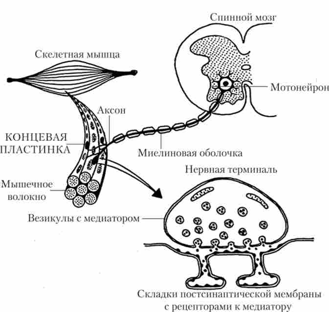 �������-�'������ ������