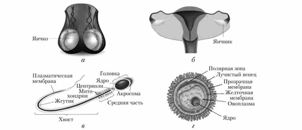 ������������ ������ (�) � �������� (�) �������� �����; ������ ������������ (�) � ���������� (�)
